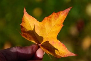紅葉を撮影するための8つのヒント