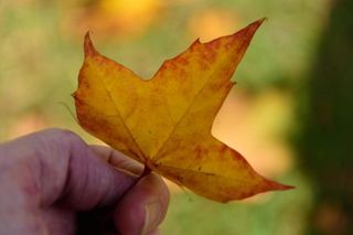 紅葉を撮影するための8つのヒント