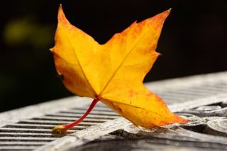 紅葉を撮影するための8つのヒント