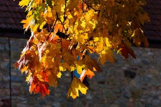 紅葉を撮影するための8つのヒント