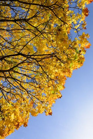 紅葉撮影のポイント