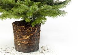 鉢から取り出したクリスマスツリー
