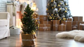 リビングルームにある、大きく成長したクリスマスツリーの前に植えられた小さなクリスマスツリーが、プレゼントに囲まれています。