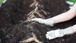 アスパラガスの根を畝に植える