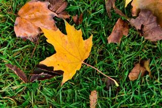 紅葉を撮影するための8つのヒント