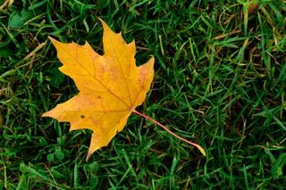 紅葉を撮影するための8つのヒント