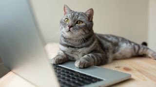 猫がラップトップ上の Stray 保存ファイルの場所を探す