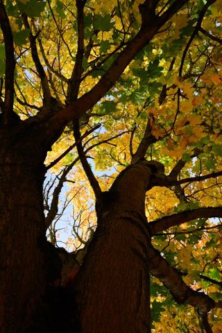 紅葉を撮影するための8つのヒント