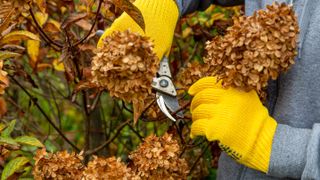 園芸用手袋を着用しながら、剪定鋏でアジサイの花を枯らしている人