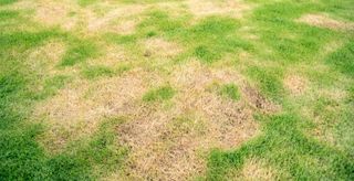 枯れ草