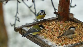 鳥の餌台に止まった鳥