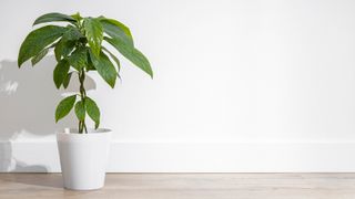 木の床で太陽の下に座っているアボカドの植物