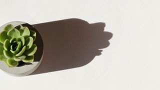 直射日光の下に座っている多肉植物