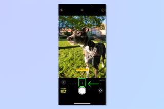 iPhone のカメラで撮影されたグレイハウンドの iPhone のスクリーンショット。iPhone 写真の背景をぼかすために必要な手順を示しています。