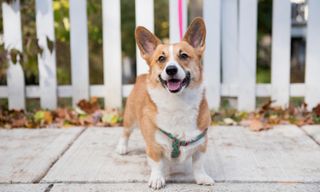 ペットの写真撮影のヒント